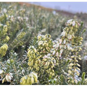 Winterheide Wit - 10 Stuks - Erica carnea 'Isabell' - P9.5 - Plant - Tuinplant - Heide