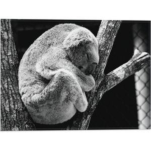 WallClassics - Vlag - Slapende Koala op Houten Tak (Zwart- wit) - 40x30 cm Foto op Polyester Vlag