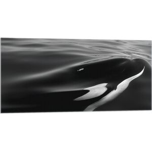 WallClassics - Vlag - Zwart met Witte Orka aan het Wateroppervlak (Zwart- wit) - 100x50 cm Foto op Polyester Vlag