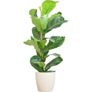 Green Harmony| Ficus Lyrata with Viber pot white - 80cm - Ø21