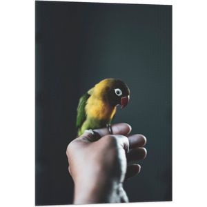 WallClassics - Vlag - Vogel op Hand - Zwartmaskeragapornis - 60x90 cm Foto op Polyester Vlag