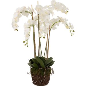 J-Line plant Orchidee In Aarde - kunststof - wit/groen - extra large