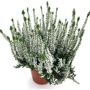 Heide (winterhard) - Witte zomerheide Calluna vulgaris - 3 planten - potmaat 12 cm