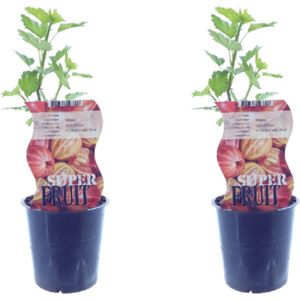 Plantenboetiek.nl | Ribes Hinnonmaki Röd (Rode kruisbes) | 2 stuks - Ø12cm - Hoogte 30cm - Tuinplant - Groente & Fruit - Multideal