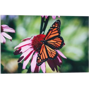 WallClassics - Vlag - Oranje met Zwarte Vlinder op Roze Bloem - 60x40 cm Foto op Polyester Vlag
