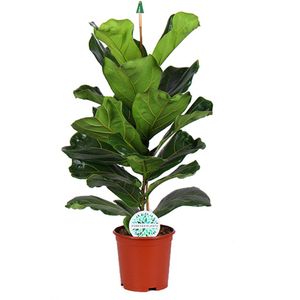 Ficus Lyrata - Hoogte 90cm - Pot 21cm