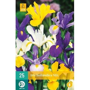 X 25 Iris hollandica mix