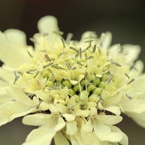 6x Cephalaria gigantea Pot 9x9cm - Prachtige planten voor in de tuin