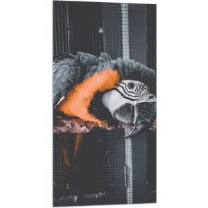 WallClassics - Vlag - Zwart met Oranje Papegaai op een Tak in een Kooi - 50x100 cm Foto op Polyester Vlag