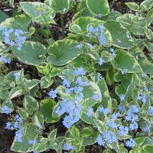 6x Kaaps-vergeet-me-nietje - Brunnera macrophylla ‘Hadspen Cream’ - Pot 9x9cm
