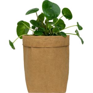 QUVIO Plantenzak - Bloempot voor binnen - Plantenbak - Tuinieren - Bloemen - Plantenpot - Planten houder - Milieuvriendelijk - Kraftpapier - 10 x 10 x 20 cm (lxbxh) - Bruin
