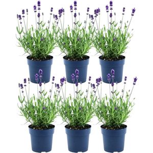 Plants by Frank - Lavandula angustifolia Felice® Ø12 cm ↨25 cm - Set van 6 echte Lavendel - Lavendelplant - Bloeiende buitenplanten winterhard - direct van de kweker