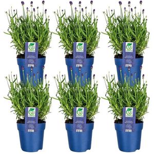 Plants by Frank - Lavandula angustifolia Felice® Ø12 cm ↨25 cm - Set van 6 echte Lavendel - Lavendelplant - Bloeiende buitenplanten winterhard - direct van de kweker