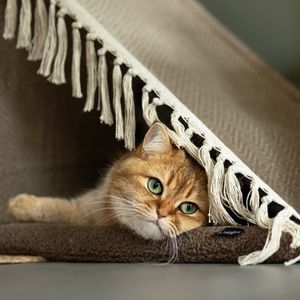 De Hangkat - katten - dierenmand - kattentent - kattenbedden