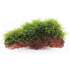Moerings Javamos | Op Lavasteen Medium Waterplant