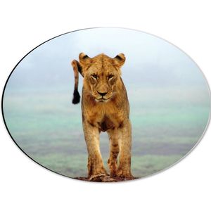 WallClassics - Dibond Ovaal - Stoere Leeuwin - 40x30 cm Foto op Ovaal (Met Ophangsysteem)