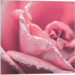 WallClassics - Vlag - Close-up van Roze Roos met Waterdruppels - 50x50 cm Foto op Polyester Vlag