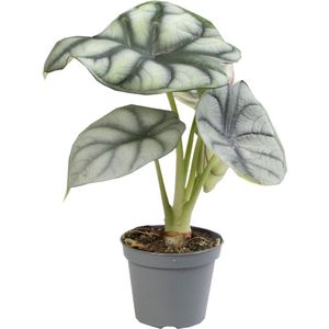 The Green Corner - Alocasia Curly Bambino - Hoogte 15cm - Diameter 6cm