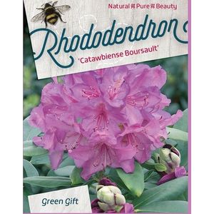 Rhododendron 'Catawbiense Boursault' - 40-50 cm