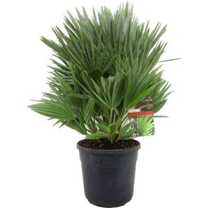 Plant in a Box - Chamaerops 'Vulcano' - Winterharde Dwergpalm - De perfecte tuinplant - Pot 24cm - Hoogte 55-65cm