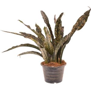 Vetplant – Vrouwentongen (Sansevieria Coppertone) – Hoogte: 55 cm – van Botanicly
