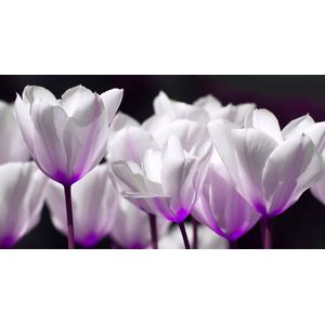 Dibond - Bloem - Tulp / Tulpen in wit / zwart / paars - 80 x 160 cm.