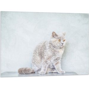 WallClassics - Vlag - Bange Grijze Kat - 100x75 cm Foto op Polyester Vlag