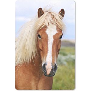 een IJslands paard