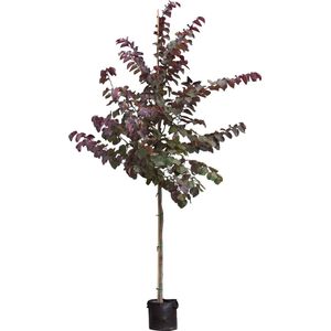 Judasboom  'Forest Pansy' hoogstam Cercis canadensis Forest Pansy  totaal hoogte 200-300cm