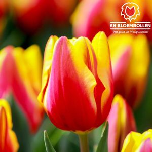 Bloembollen - 20 tulpenbollen Jan Seignette - Kleur rood geel