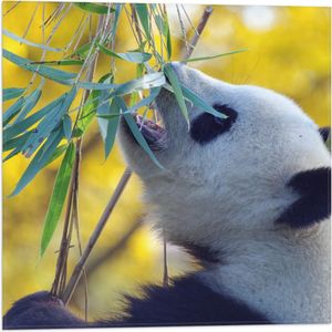 WallClassics - Vlag - Etende Panda aan Planten - 50x50 cm Foto op Polyester Vlag