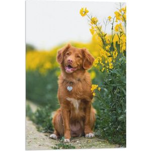 WallClassics - Vlag - Bruine Hond naast Gele Bloemen - 40x60 cm Foto op Polyester Vlag