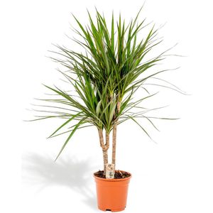 Dracaena Marginata - Drakenbloedboom - 60 cm hoog, ø14cm - Makkelijke kamerplant - Tropische palm - Luchtzuiverend - Vers van de kwekerij