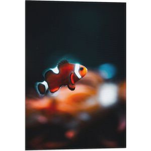 WallClassics - Vlag - Nemo Vis - 40x60 cm Foto op Polyester Vlag