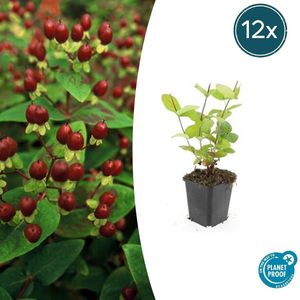 12 Stuks Johanneskruid Beauty, Hertshooi, Gele Bloemen en Sierlijke Bessen,Struik/Klimplant, Hypericum inodorum 10-25cm - Ø9cm