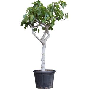 Vijgenboom 18/20 cm Ficus carica 162,5 cm