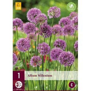 Allium Millenium - Sierui - 1 Bol -