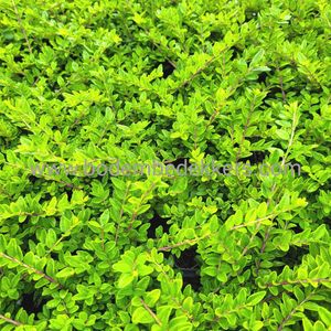 24x (stuks) Lonicera 'Maigrun' 9cm pot - Bodembedekker - Vaste plant - Tuinplant - Winterhard - Groenblijvend - Groen - Kamperfoelie