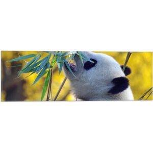 WallClassics - Vlag - Etende Panda aan Planten - 60x20 cm Foto op Polyester Vlag