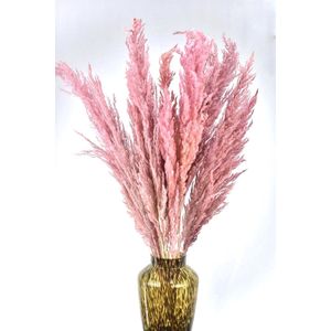 Pampas Pluimen Roze - 5 stuks - Droogbloemen - 100 cm - Natuurlijk Bloemen