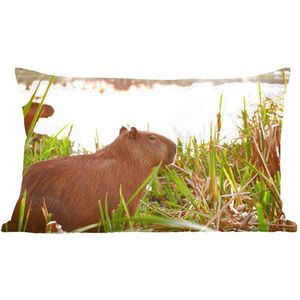 Sierkussens - Kussen - Een Capibara tussen het hoge riet - 50x30 cm - Kussen van katoen