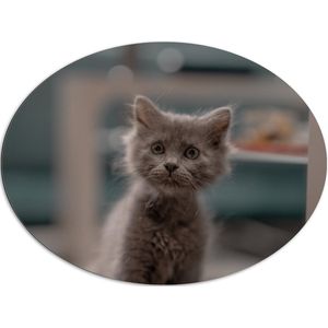 WallClassics - Dibond Ovaal - Aankijkende Kitten in Camera - 96x72 cm Foto op Ovaal (Met Ophangsysteem)