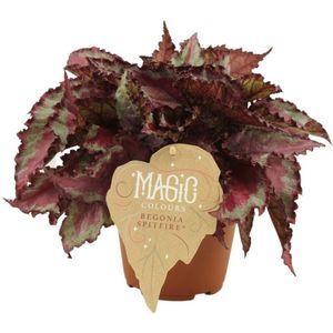 Begonia rex Spitfire - Hoogte 25cm - Pot 12cm