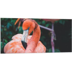 WallClassics - Vlag - Close-Up van een Flamingo - 100x50 cm Foto op Polyester Vlag
