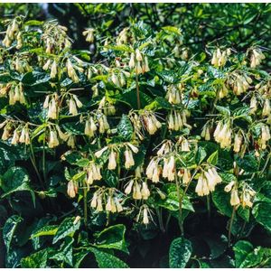 Plants Online - Tuinplanten - Vaste planten - Set van 1 - Symphytum grandiflorum - 2 liter pot - Plant