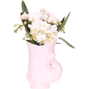 Kolibri Orchids | Witte orchidee 'Nazaré' + Fish pot roze - potmaat Ø9cm | bloeiende kamerplant - vers van de kweker