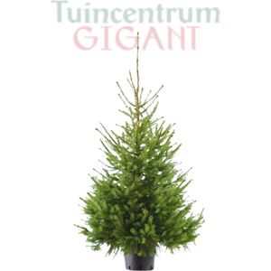 Echte kerstboom in pot - met kluit - 175-200cm - 'Picea Omorika'