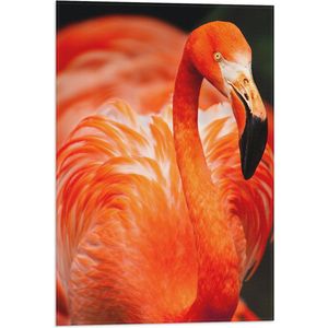WallClassics - Vlag - Rode Flamingo - 40x60 cm Foto op Polyester Vlag