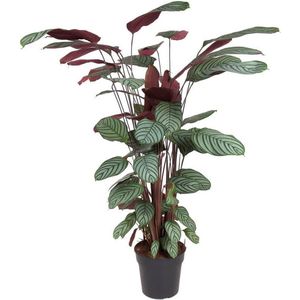 Plant in a Box - Calathea Oppenheimiana - Groene kamerplant - Licht paarse bladeren - Pot 27cm - Hoogte 120-130cm