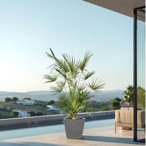 Combi deal - Chamaerops Humilis struik inclusief Bucket - 180cm